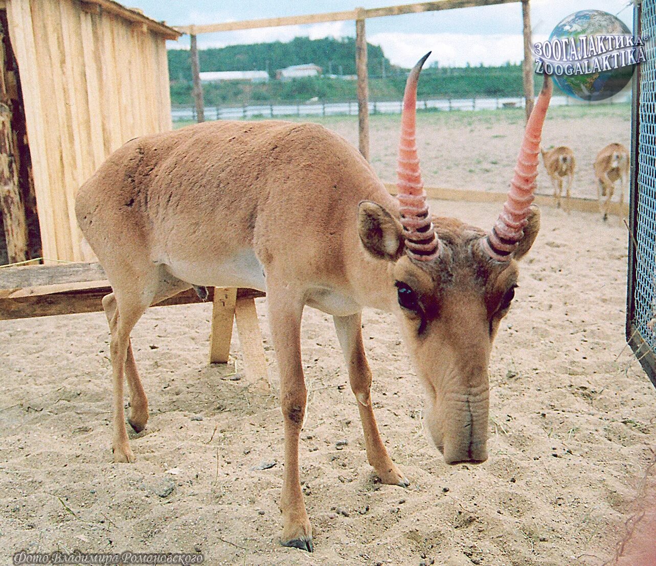 Сайгак 2. Сайгак saiga tatarica. животное сайгак (saiga tatarica). сайга (сайгак) парнокопытное?. редкие животные казахстана.