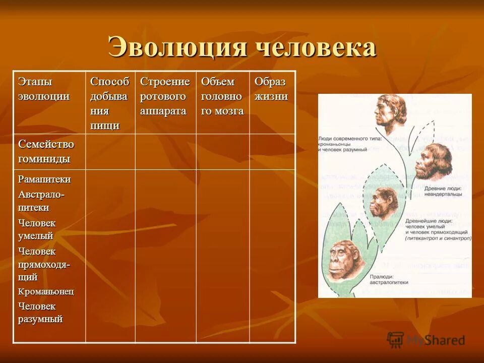 Таблица развитие человека. Этапы развития человечества. Стадии развития человечества. Этапы развития человека человек умелый. Стадии эволюции человека биология.