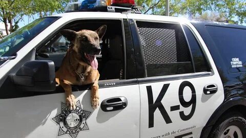 K9 Nicky with Las Vegas Metro Police Department was killed today 3.31.2016 ...