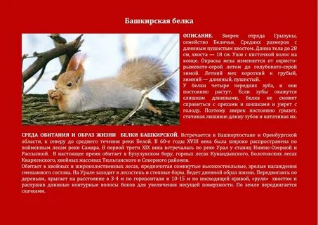 Белка красная книга