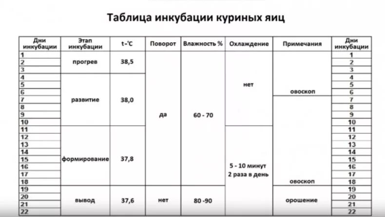 Инкубация куриных яиц таблица влажность. Режим инкубации куриных яиц таблица. график инкубации куриных яиц таблица. температура в инкубаторе для куриных яиц таблица. таблица инкубации в инкубаторе несушка.
