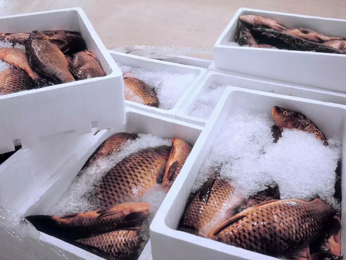 Карп в морозилке. Замороженные продукты. Карп замороженный. Хранение замороженной рыбы. Карп в морозилке.