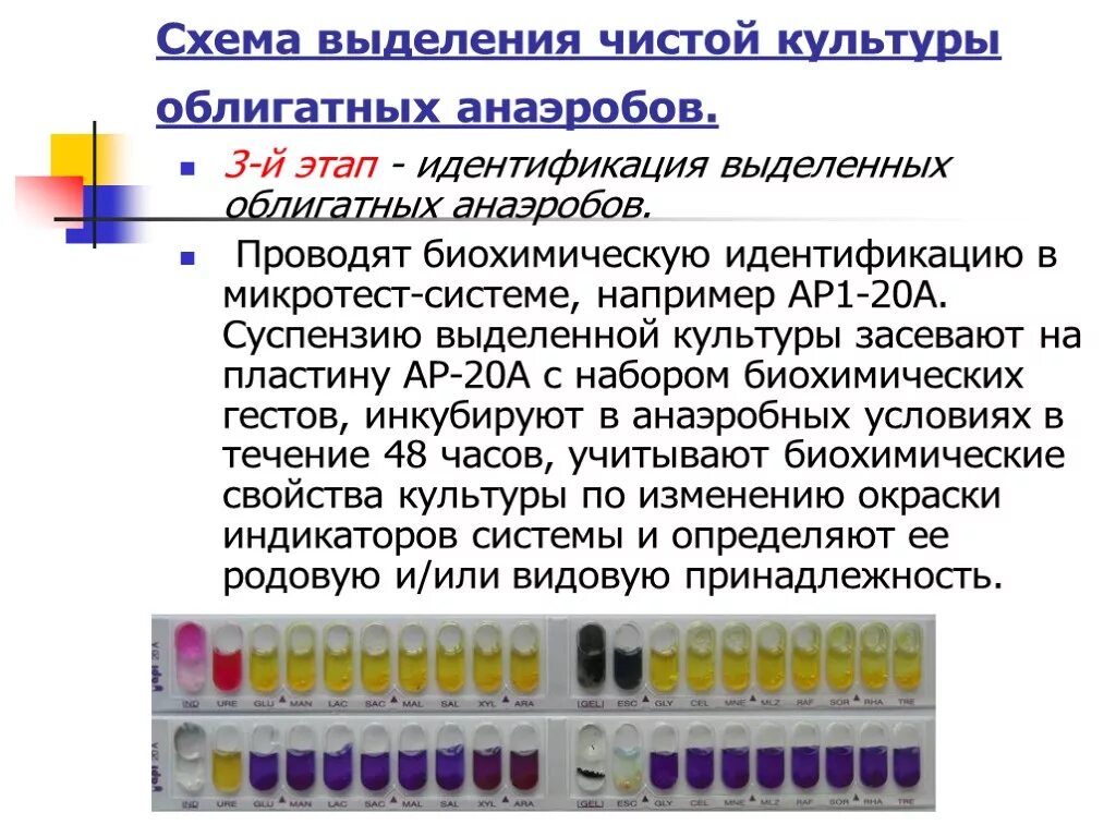 Схема выделения чистой культуры анаэробов микробиология. Выделение чистой культуры анаэробов этапы 1.2.3.4.5 приемы назначения. Схема выделения чистой культуры аэробов. Выделение чистой культуры анаэробов микробиология. Этапы анаэробных организмов