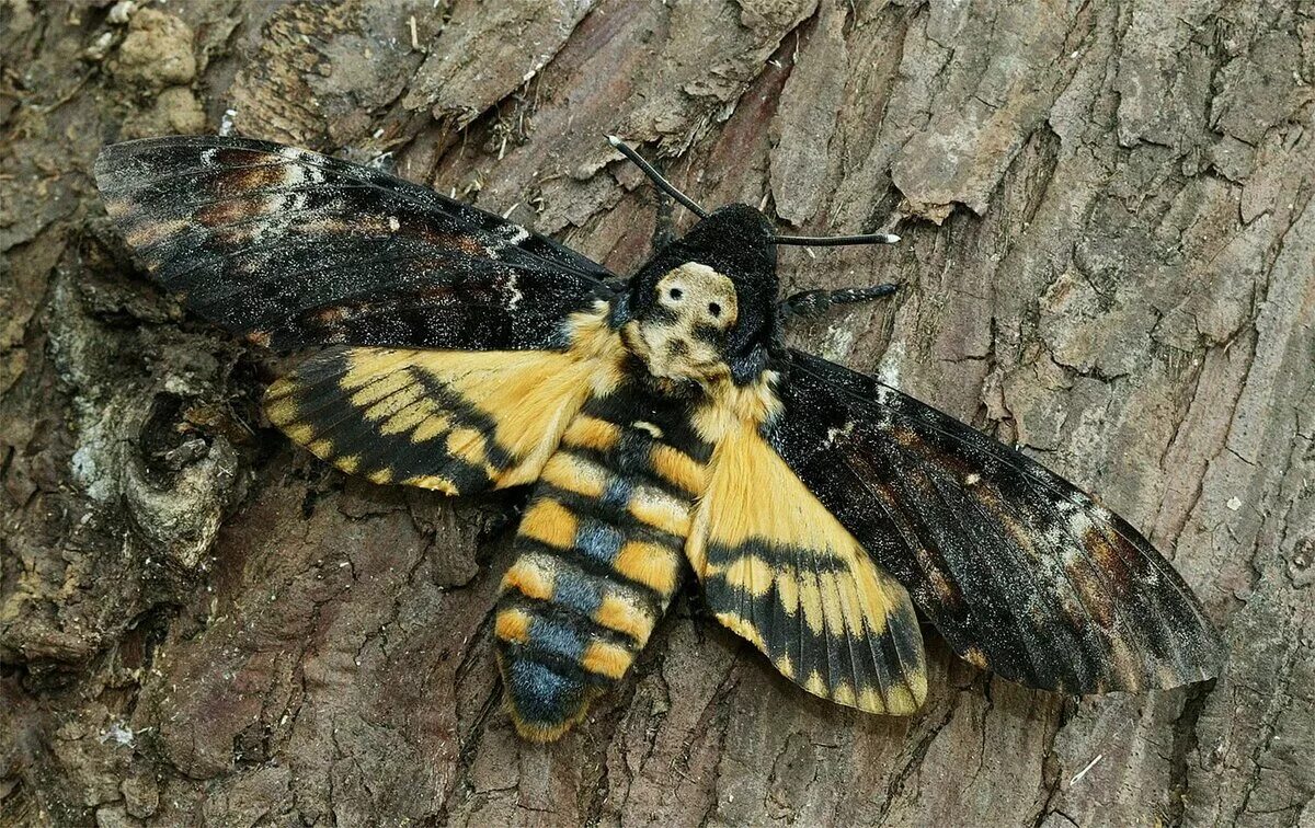 Бабочка acherontia atropos. Бабочка мертвая голова 7 букв сканворд. Ночная бабочка мертвая голова. Бражник бабочка. Бабочка бражник мертвая голова.
