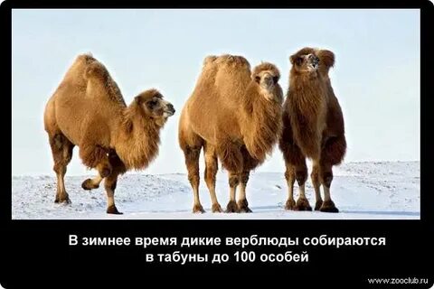 Интересные факты о верблюдах