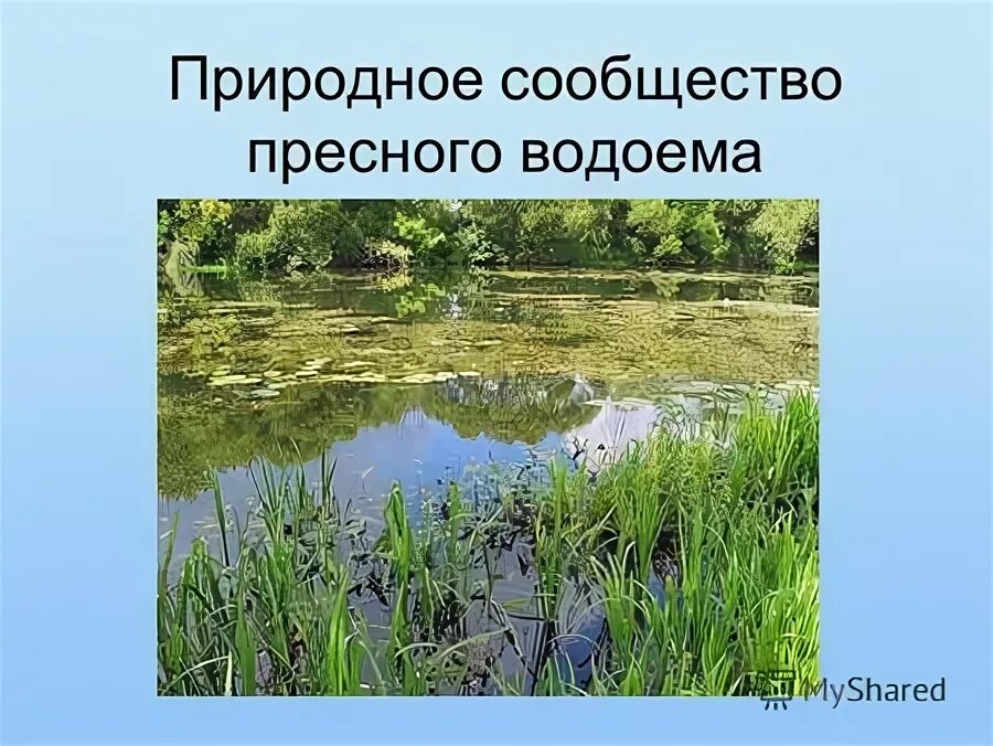 Искусственные природные сообщества пруд