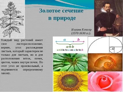 Золотое сечение примеры