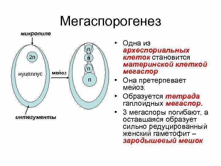 Сколько хромосом содержит эндосперм. Нуцеллус семяпочки. Нуцеллус, интегументы, микропиле.. Нуцеллус плоидность. Семязачаток макроспорогенез.