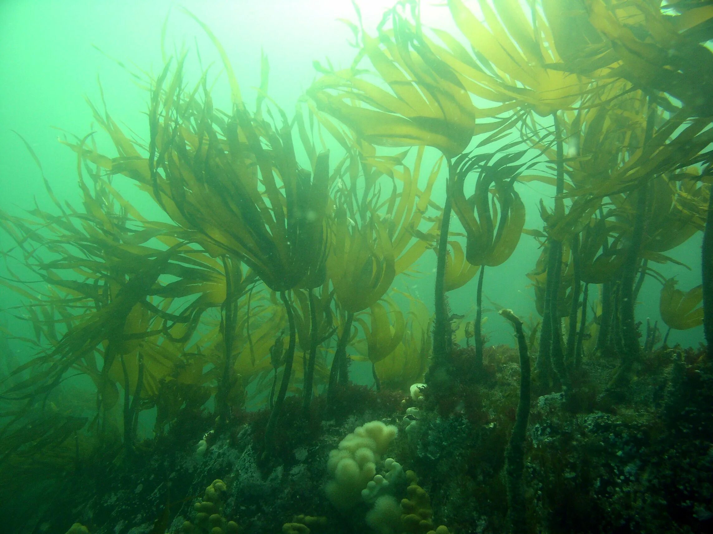 Ламинария в холодных морях. Морские водоросли ламинария. Водоросли морская капуста. Аэрофильные водоросли. Водоросли келп ламинариевые.