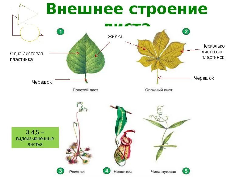 Строение листа. Внешнее строение листа. Внешнее строение листа фасоли. Видоизменения листьев.