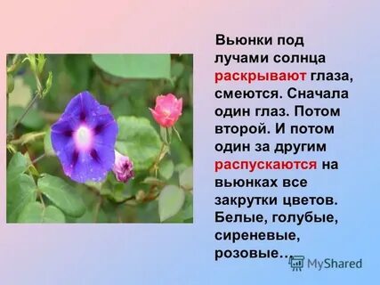 Слово вьюнок