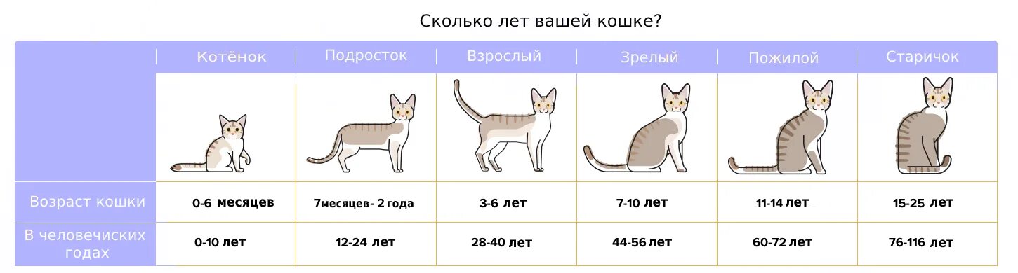 Сколько должно быть месяцев котенку