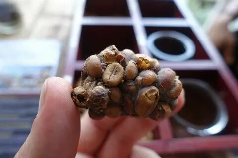 Самое дорогое кофе в мире из помета