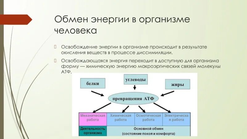 Обмен веществ и энергии в организме. Уровни обмена энергии в организме. Общая схема обмена веществ и энергии в организме. Особенности обмена энергии в организме. Валовая энергия