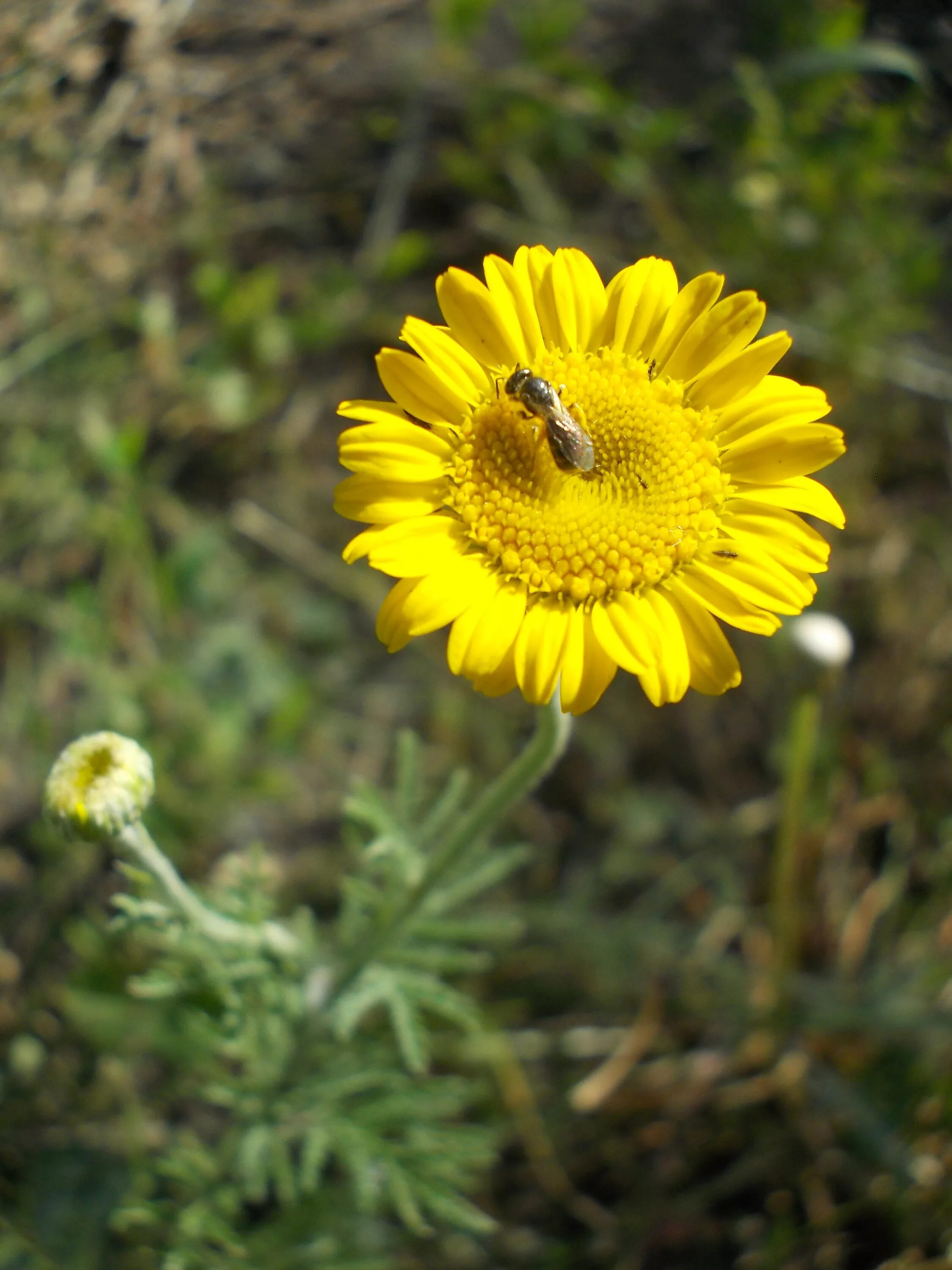 пупавка красильная желтая ромашка. пупавка полевая желтая. антемис пупавка красильная. пупавка полевая - ánthemis arvénsis. пупавка красильная (anthemis tinctoria).