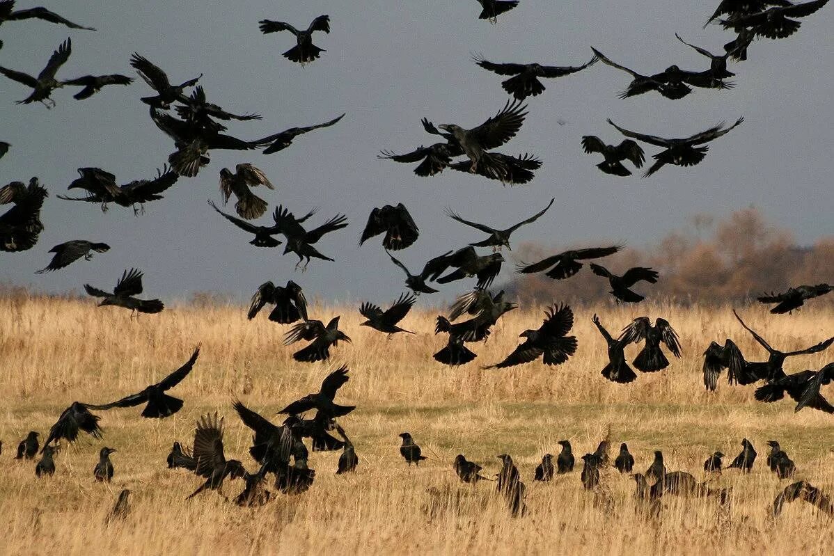 Ворон в полете. Ворона взлетает. Ворон арт. Вороны вороны вороны налетели черные. Злые вороны.