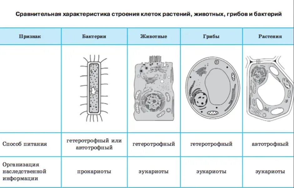 Органоид водоросли. Строение клеток растений животных грибов и бактерий. Клетки растений животных грибов и бактерий. Строение растительной животной грибной и бактериальной клеток. Клеточная стенка у растений животных грибов и бактерий.