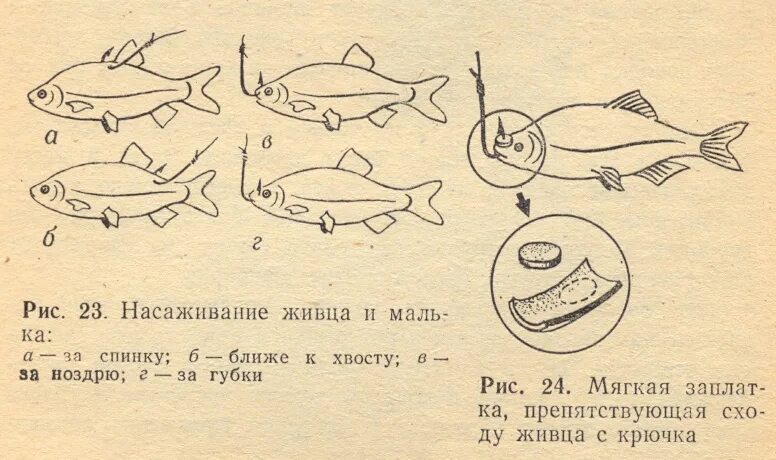 Насадить живца на щуку. Как правильно одевать живца на тройник. Способы насаживания живца на двойник. Варианты насаживания живца на жерлицу. Способы насаживания живца на крючок.