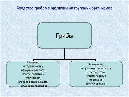 Схема способы питания животных