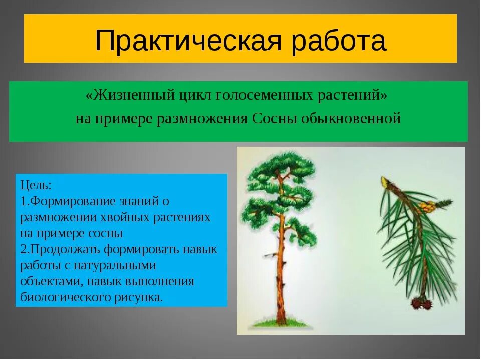 Дайте определение голосеменные растения приведите пример. Голосеменные сосна. голосеменные двудомные. отдел голосеменные жизненный цикл. жизненный цикл голосеменных сосна.