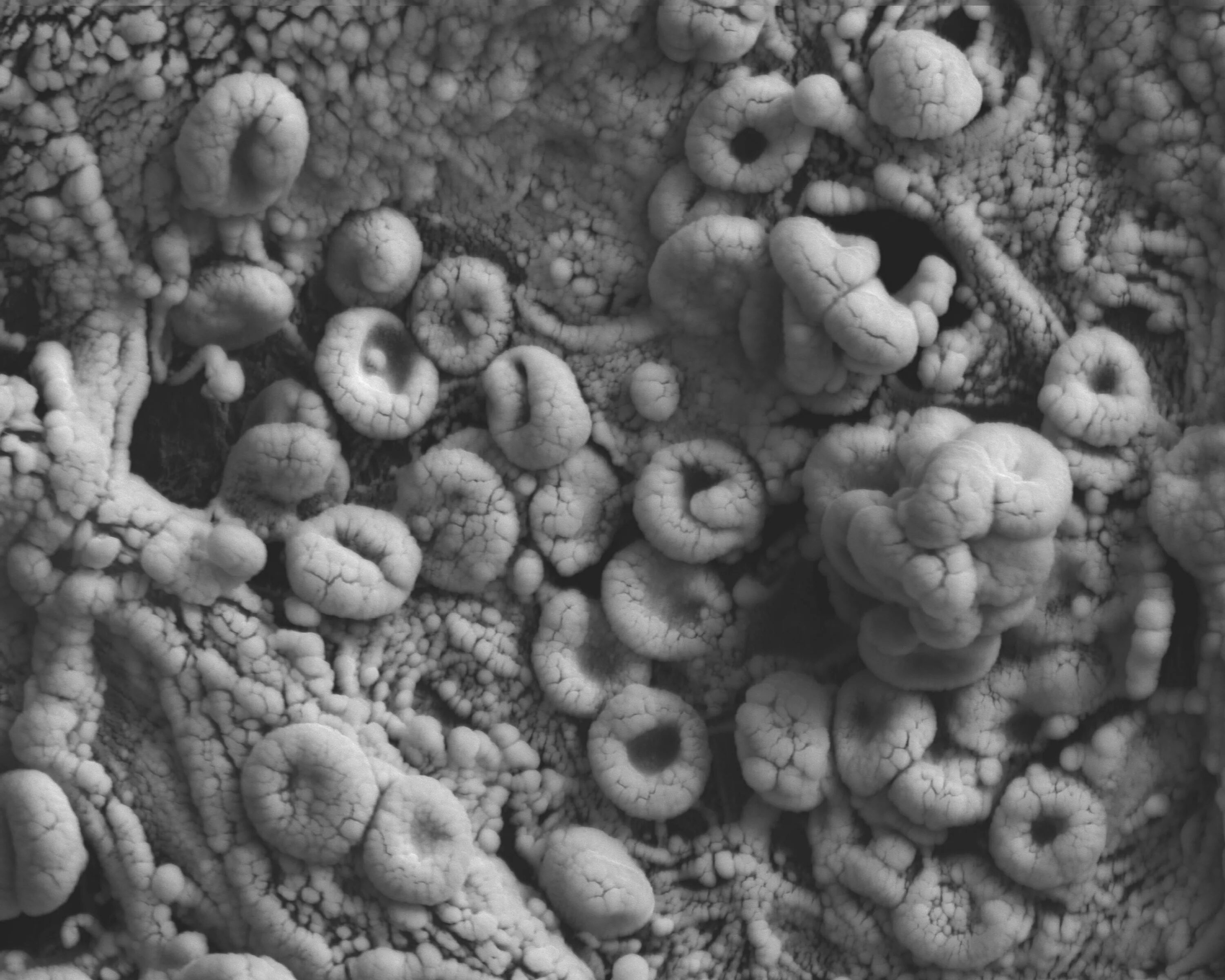 A Home’s Story, Told in Dust, Bacteria and Fungi - The New York Times