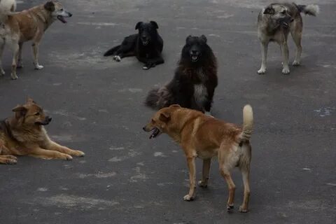 Хотим атаковать