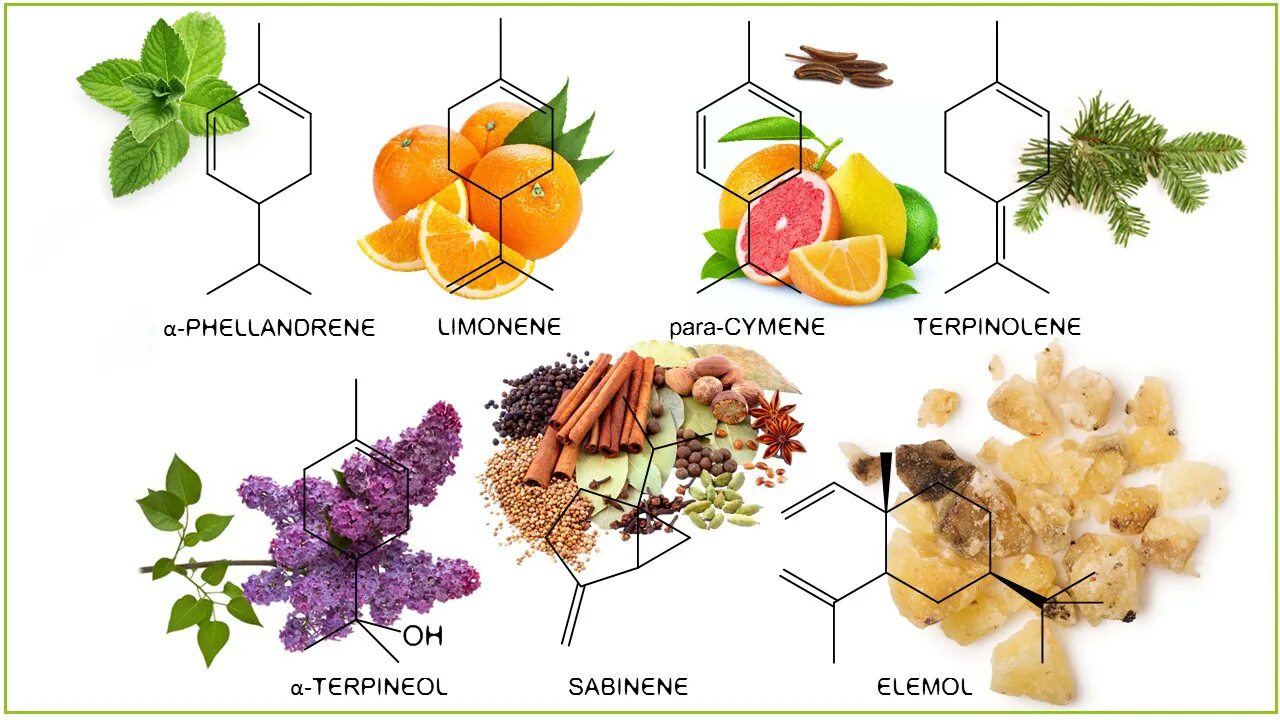 Терпены в эфирных маслах. Терпены в продуктах. Терпены строение. Сырье для эфирных масел.