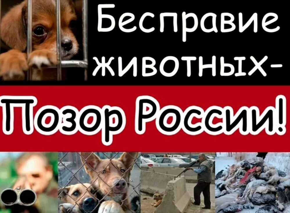 Спасете от позора