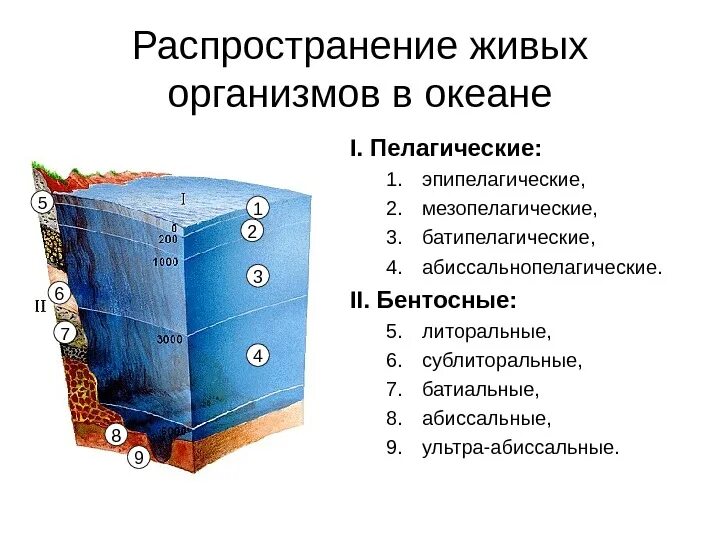 Распространение живых организмов. Распространение живых организмов в зависимости от глубины. Распространение живых организмов в океане. Распределение живых организмов в мировом океане. От чего зависит распространение живых организмов