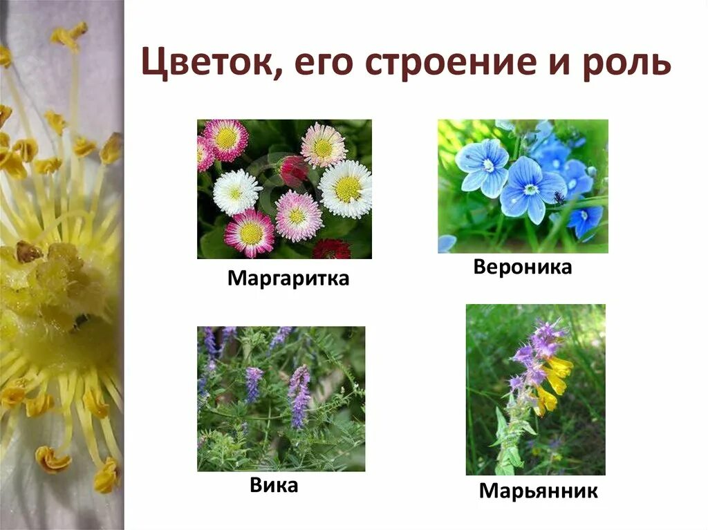 Цветок и его характеристика. Строение цветка. Язык цветов в букете. Схема цветка биология 6 класс. Схема строения цветка покрытосеменных.