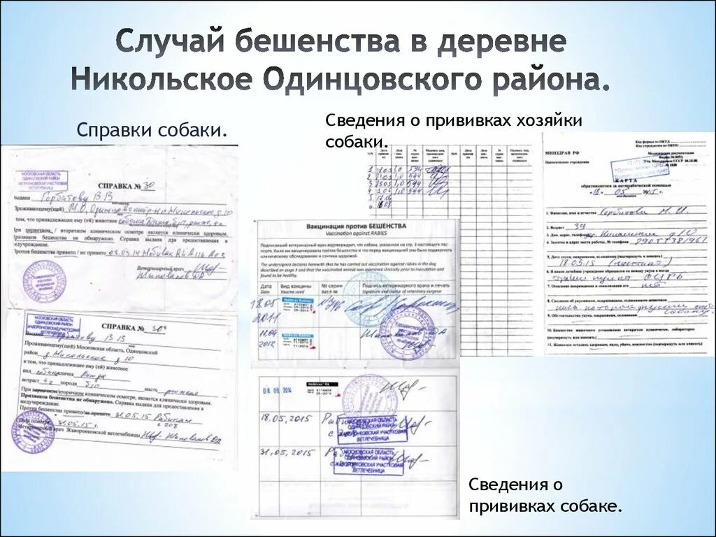 Сведения о привитых. Сведения о прививках. сертификат о прививках собаки. сведения о прививках собаке.