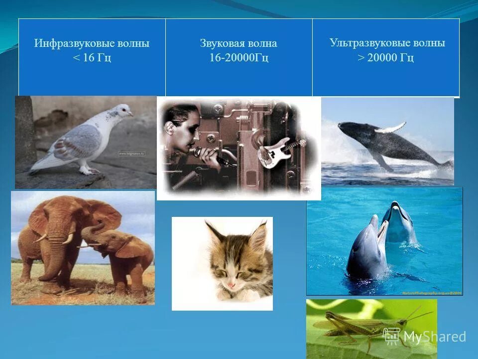 Звуковые волны инфразвук. Какие животные слышат инфразвук. Животные способные слышать инфразвук. Инфразвук животные. Частоты инфразвук ультразвук.