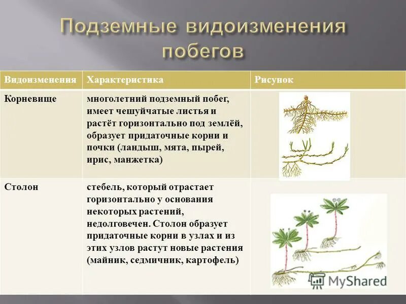 Функции сухих чешуйчатых листьев