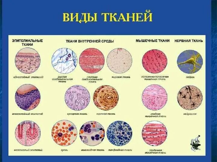 Таблицы типы тканей соединительная мышечная нервная эпителиальная. Типы тканей гистология таблица. Ткани человека. Типы тканей фото