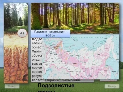 Контрольная работа по почвам 8 класс география