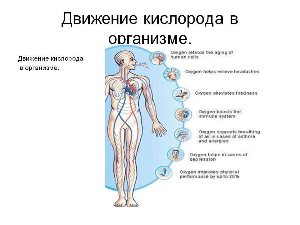 Плод человека получает кислород через. Схема путь кислорода в организме. Кислород в организме. Движение кислорода в организме человека. Кислород в теле человека.