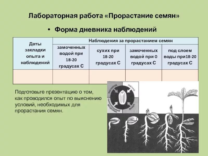 Какие условия необходимы семенам для прорастания. Условия прорастания семян 6 класс таблица. лабораторная работа прорастание семян. лабораторная работа прорастание семян фасоли. лабораторная работа условия прорастания семян.