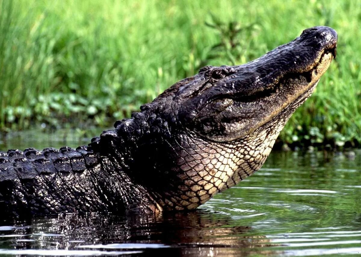 Кайман животное. Амазонский Кайман. Луизиана Аллигатор. Черный Кайман Амазонка. Кайман крокодил.