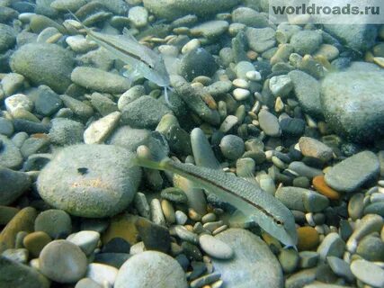 Рыбы на берегу черного моря