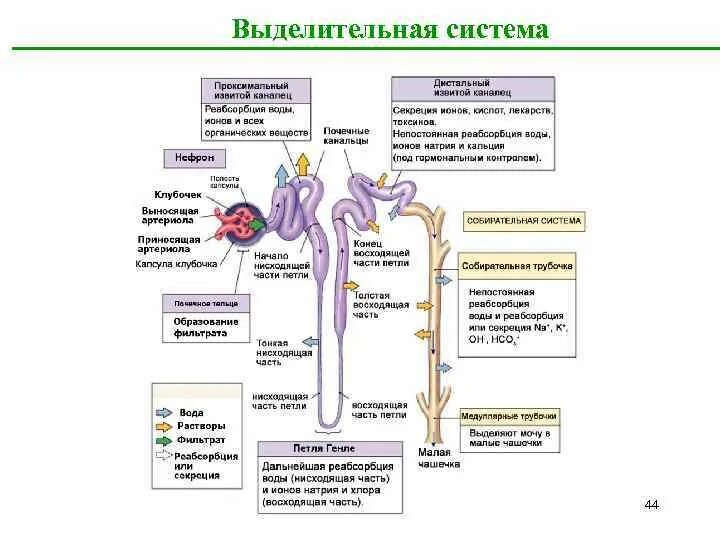 Строение выделительной системы ЕГЭ. Органы выделительной системы таблица. Строение выделительной системы таблица. Строение и функции выделительной системы таблица. Установите правильную последовательность прохождения воды в выделительной