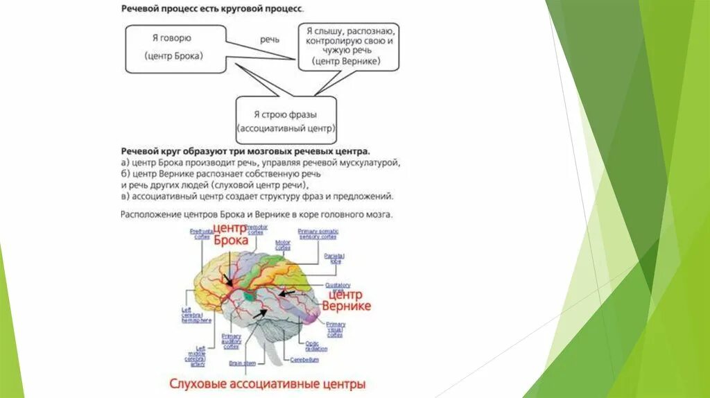 Сайты речевых центров. Речевая слуховая агнозия. Афазия, Алексия, аграфия, агнозия. Буквенная агнозия локализация. Храковская афазия агнозия апраксия.