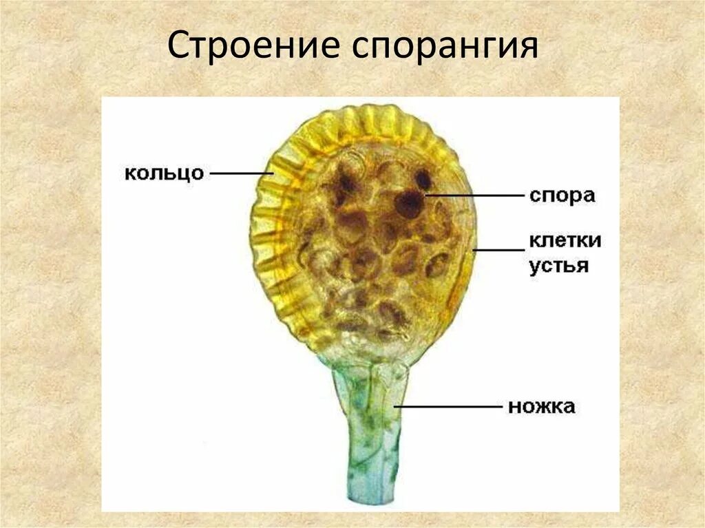 Строение спорангии. Сорус спорангий папоротника. Спорангий щитовника. Строение спорангия папоротника. Спора папоротника строение.