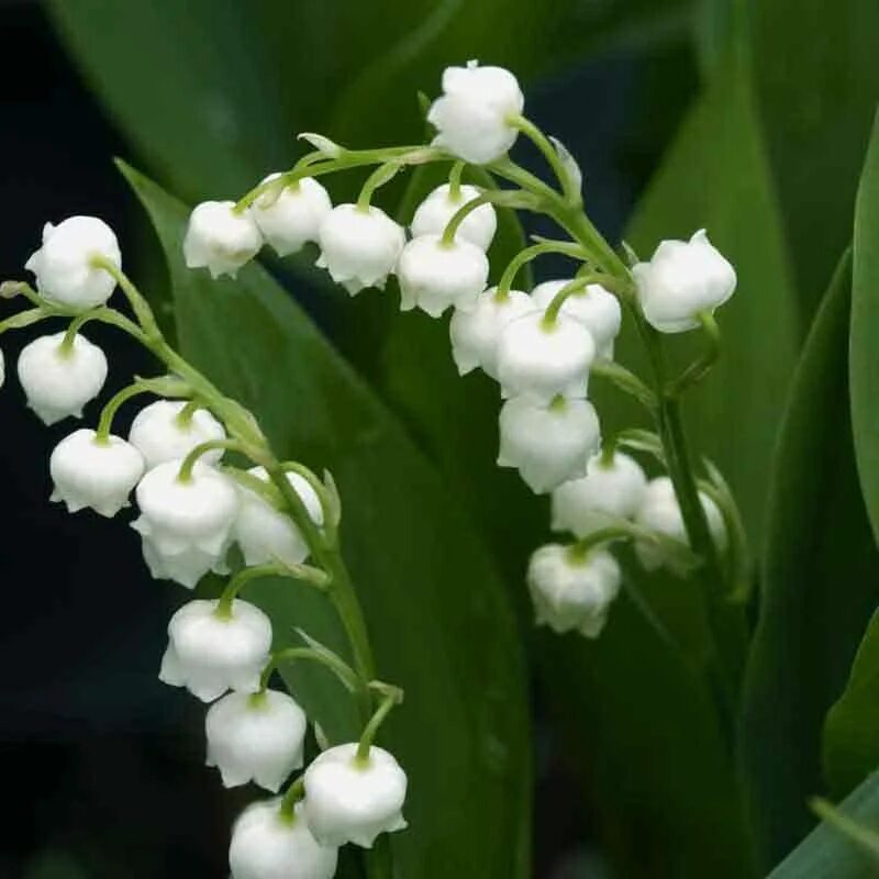 Ландыши май песни. Convallaria Majalis rosea.