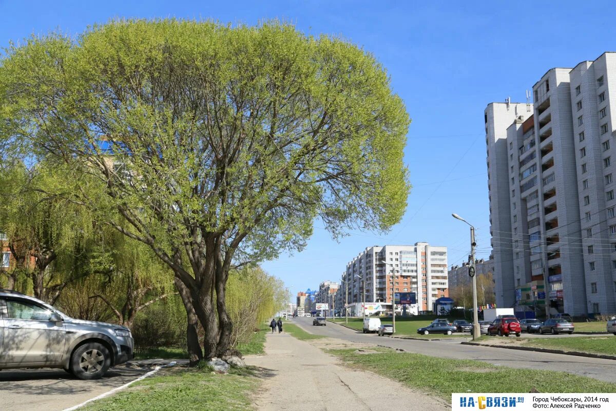 Деревья в черте города