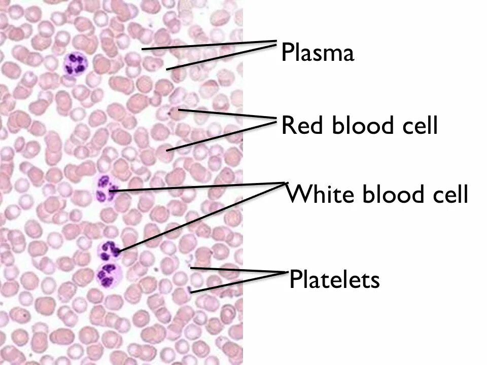 Окровавленные салфетки даркнет. Basic body tissues. Клетки крови full hd. Red bone marrow histology slide. Blood tissue cells.