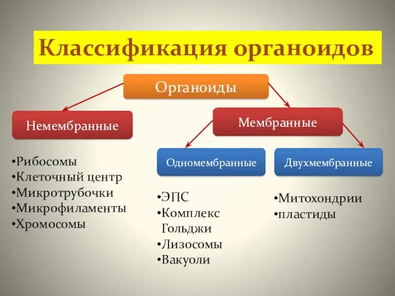 Мембраны одномембранные. Мембранные органоиды и немембранные органоиды. классификация органоидов одномембранные. классификация двумембранных органоидов клетки. классификация органоидов клетки.
