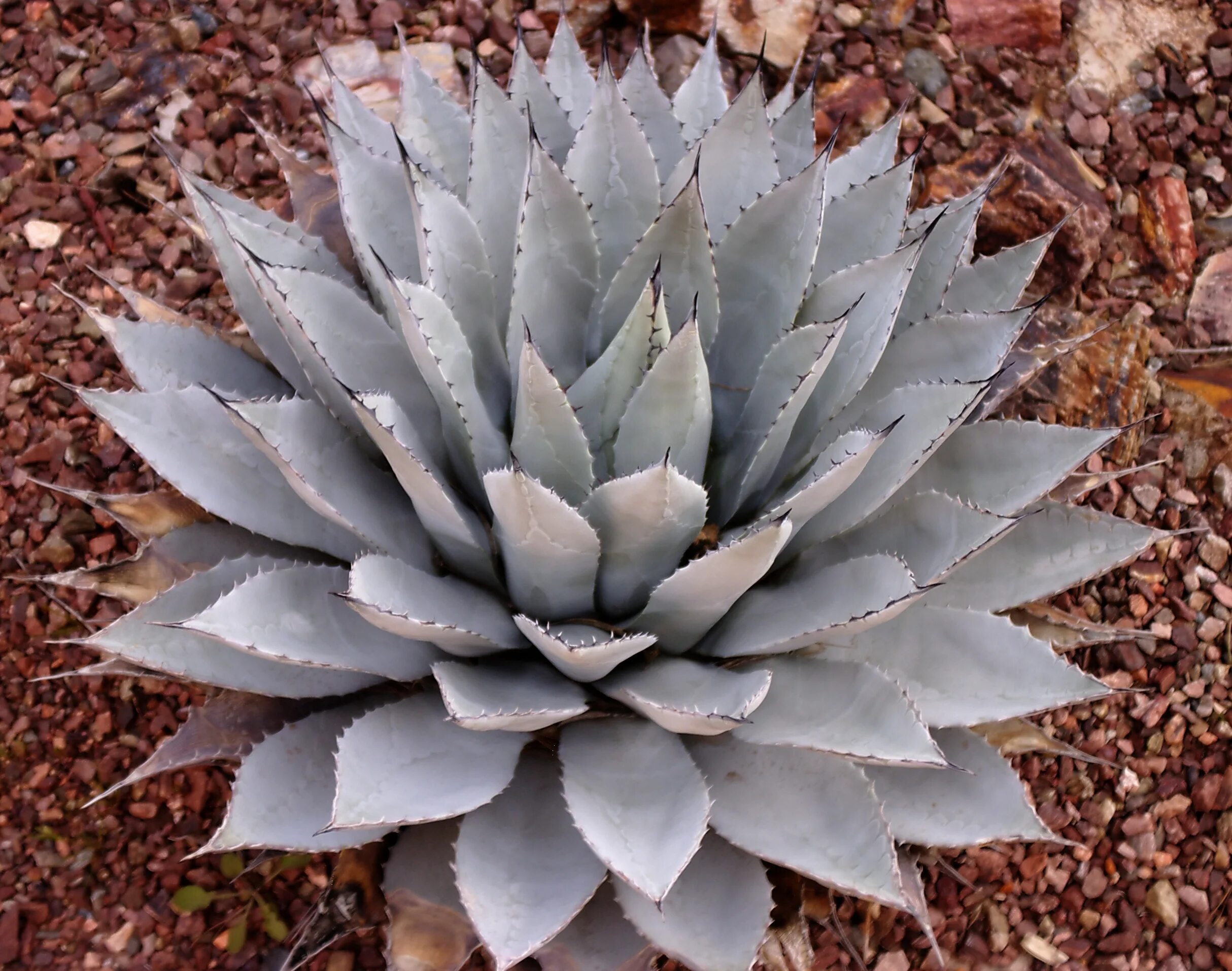 Агава особенности растения. Агава растение. Агава (Agave). Суккулент Агава. Голубая Агава цветы.