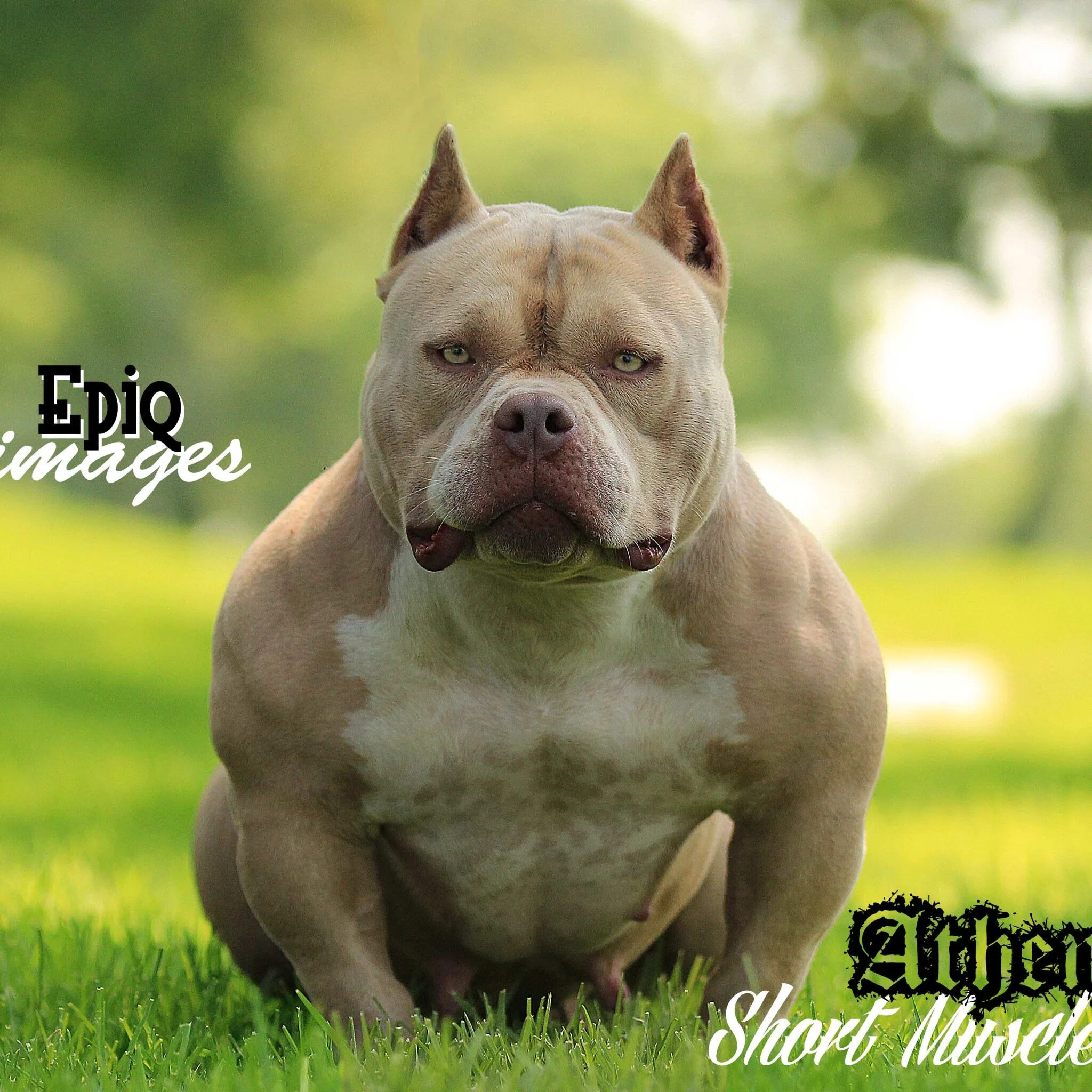 Американский булли циклон. Булли покет. Собака блуда. Собака виктора блуда циклон. Собака виктора блуда порода.