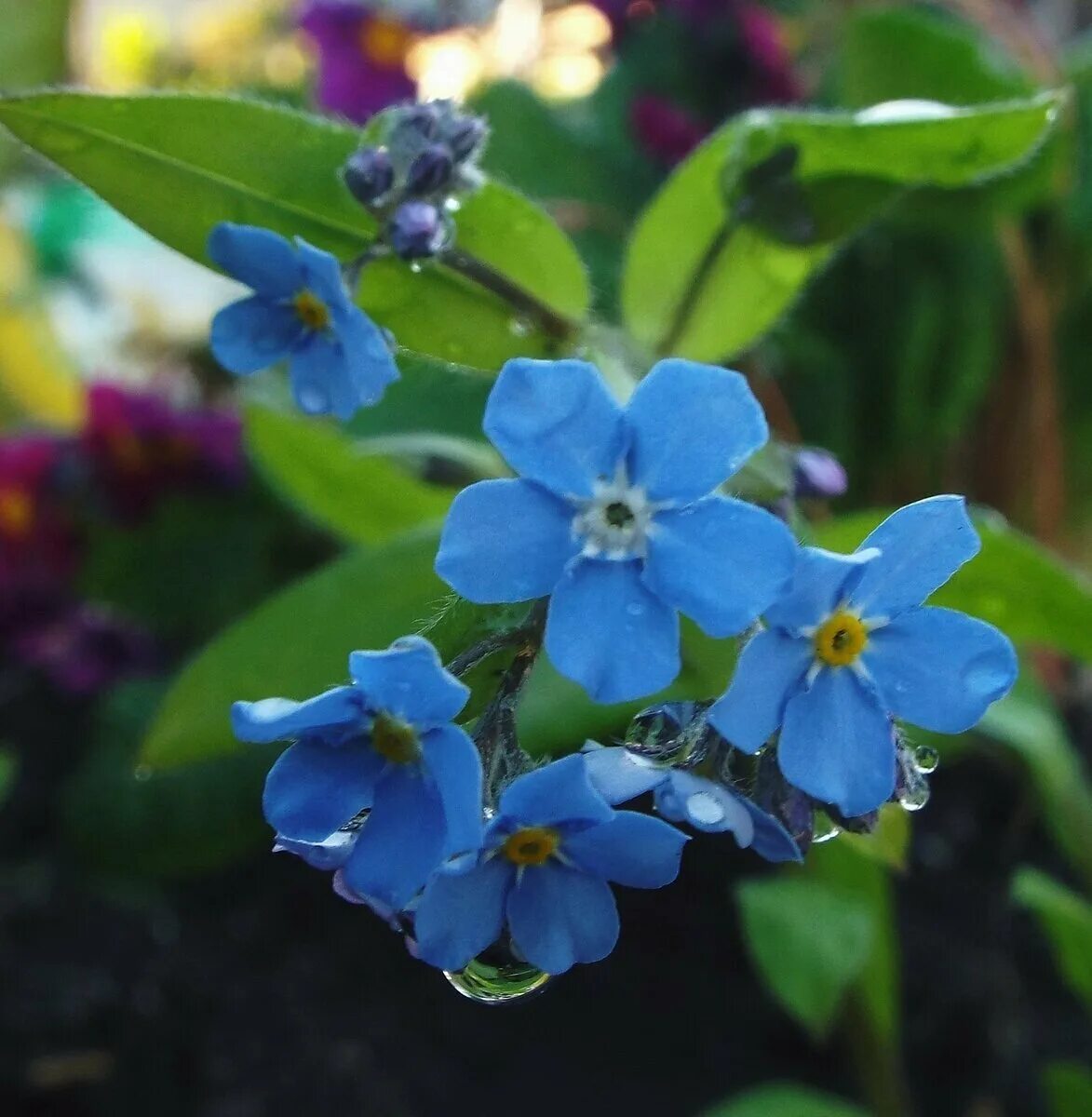 Незабудка Альпийская (Myosotis alpestris). Миосотис Незабудка. Незабудка Садовая голубая. Незабудка Альпийская Лесная Полянка.