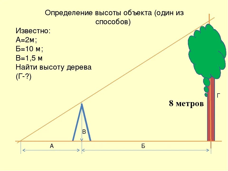 Высотой от 0 7 до. Как посчитать высоту дерева. Измерение высоты дерева. Как узнать высоту дерева. Как определить высоту объекта.